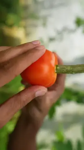 Lemon Tree Propagation with Tomato #fyp #plants #plantslife #fypシ 