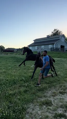 Getting mu steps in bringing the babies out for the evening, Maaco and Rev. #SpanishHorse #DutchHarnessHorse #Yearling #Stud #Stallion #Colts #Horse #Horses  #Netherlands #Import #PearmanRanch #SaddleSeat #AltaEscuela #NobleSteed #Let’sRace #Run #Running 