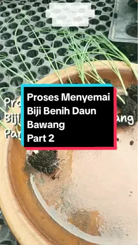 Proses Menyemai Biji Benih Daun Bawang Part 2.  Daun Bawang boleh dituai selama-lamanya. Apabila menuai daun bawang biakan 2” di bahagian bawah, ia akan tumbuh semula. Daun Bawang yang ditanam daripada biji benih tidak berkepala. Pastikan Cahaya, Air dan Baja yang cukup. Selamat berkebun. Pelbagai jenis benih sayur sayuran sesuai ditanam di rumah. Jom berkebun sekarang. #benih #bijibenih #seeds #vegetableseeds #anakbenih #vegetablegarden #benihsayuran #benihsayur #benihsayuranmurah #benihsayuranberkualitas #kebun #kebunsayur #kebunsayurmalaysia #tanamsayur #tanamsayursendiri #tanamsayurjadikanhobi #sayur #vegetables #plantseed #hidroponik #homegarden #seedplant  #tanamsayurdirumah #semaibenih #kebunsayurtanamsendiri #tanamansayuran #benihseribuan #tipstanamsayur #daunbawang #springonion  #panenbuahdansayur #caramenanamsayuranditembok #menanamsayuran #polibeghitam #polybags #polybagtanaman #tanamanpolibeg #gardening #gengkebun #minigardening #pokok #bunga #flowers #plants #tanamdalampolibeg #tanah #tanahorganik #organicsoil #peatmoss #fyp #tiktokshop #tiktokmalaysia #foryoupage #foryou #ttsboleh #tiktokshopmalaysia #viral #fypage #household #diyhomie #tiktok #fypdongggggggg #racunintiktok #tiktokrumah #naturellegarden #kakakrose