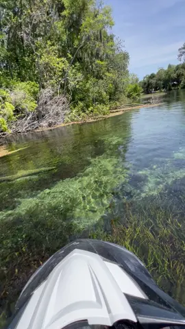 Just lurking around #lurking #wildlife #springs #Florida #WaveRunner