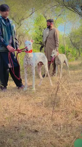 #fypシ゚viral video #Anmol🤍🕊️🍃 ☠️@zeeshanch9476 @lajpalhhuntig{ســـرآــبــ} @Faisal ch @🔥👑ظالم شکاری 😷💥 ̿ ̿ ̿’̵͇̿ @🦮🔥شکاری لوگ💪 @⚜️MANI☠️ @〽💔RaجA💔⌛ @ᕼᗩᖇI @@itxnaveed 