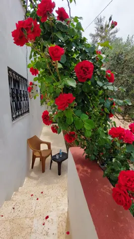 #سلامات_سلامات_ابعث_سلامات #تحياتي_لجميع_المشاهدين_والمتابعين #تصويري #اكسبلورexplore❥🕊 