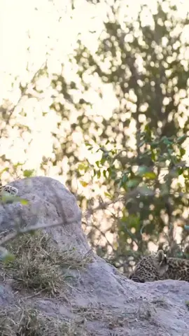 It's rare for an intact litter of leopard cubs to survive to independence, but this cub and its sister were successfully raised by their mother and are now establishing their own territory...