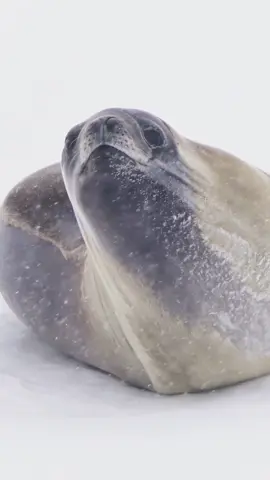 The Ross seal is one of the most seldom-seen seals in the world. They inhabit only the thickest ice in the most remote corners of #Antarctica. Last season, our guests were lucky enough to spot this spectacular animal. 📸 by Eric Wehrmeister
