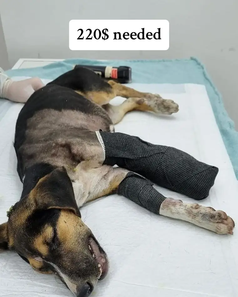 DONATE ANY SMALL AMOUNT TOWARDS THIS HEARTBREAKING RESCUE. WE AREN'T ASKING FOR MUCH, WE JUST NEED OUR SUPPORTERS TO COME TOGETHER AND HELP THIS BROKEN PUPPY. #AnimalRescue #animallovers #dog #dogs #doglovers #rescuedog #dogrescue #doglover #dogsarefamily #puppy #puppies #puppylove #puppyrescue 