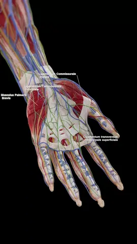🖐️🌟 Let's dissect the hand! Discover the amazing anatomy from bones to nerves. What makes your hand grab, point, and wave? Join us for a quick, fascinating tour! #AnatomyFun #HandMechanics #anatomy #meded #medical #medstudent #study #medicine #3d #animation #unity3d #realtime #hand #physio
