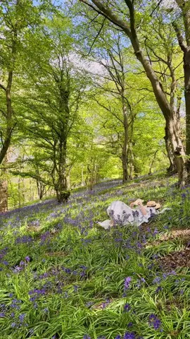 Amongst the bluebells 🧚🪻🍃 (adpr product dress @Selkie™ - use code ‘##pintsized for 10% off)  ##bluebellseason#bluebells #blueflowers #cottagecore #flowerfairies #fairycore 