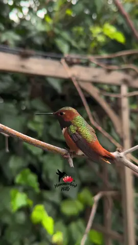 Quick touch-up 🪶✨ #hummingbirds #nature #allenshummingbird  . Share this video with friends and family to spread the joy of hummingbirds ✨ . . © All rights reserved.  Don’t use without permission.  . . . #birds #naturelover #Outdoors #birdwatching #gardenbirds #featherperfection #instabirds #wildlife #hummingbirdfeeder #backyardbirds #birdsinflight #hummingbird  #hummingbirdsoftiktok #asmr #foryou #vibes #WeekendVibes #viral #fyp #foryoupage #reels #birdreels #naturereels #reels__tiktok #viralvideo 