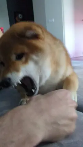 crazy doge 🙈 #originalsound #originals #dogbites #bite #fight #scream #dogscreaming #bark #game #shibainu #shiba #shibafun #funsound #fum #funnyvideos 