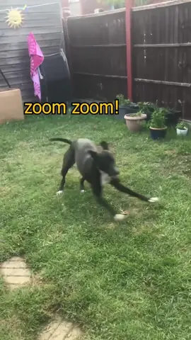 ZOOOOOMIES! 🐕💨 #zoomies #zoomzoomzoom #dogsoftiktok #voiceover #funnyvoiceover #animalvoiceover #vo #dubs 