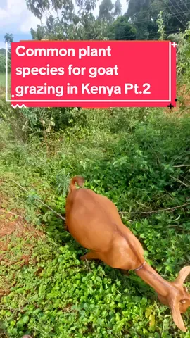 🐐🌿 Exploring common plant species for goat grazing in Western Kenya! Mexican Sunflower, Carissa spinarum , African Basil, Sida tenuicarpa. #GoatFarming #WesternKenya #GrazingPlants 🌿🐐