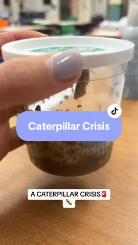 ALL TEACHERS! If you have ever had caterpillars did this happen to you?! Last year mine were perfect but this year I have seemed to fail. Will they still hatch? My students are so beyond excited to have butterflies! Please comment if this has happened to you! Also, I think it's funny how we have girly pops working cooperate jobs and here I am trying to bring back to life a caterpillar chrysalis at 6:30am. This job is not for the weak😂🐛🦋#teacherlifebelike #teachersoftiktok #teacherlife #teacherlife #kindergartenteacher 