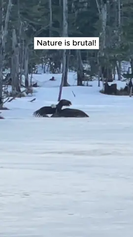 Bald eagle vs Sitka black tail deer. The deer can’t get traction on the frozen beaver pond and the eagle is capitalizing on this. #baldeagle #bird #nature #birdsoftiktok #birdlife #animal #wildlife #deer