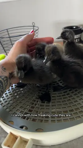 baby ducky / chick / turkey update!!! 