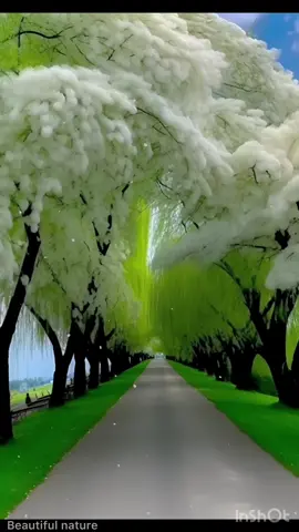 Beautiful nature #nature #beautiful #naturalbeauty #beautifulview #spring #garden #rose #roses #view #views #forest 