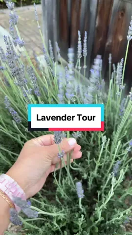 Let’s take a quick tour of the lavender garden 🪻#garden #gardentok #lavender #creatorsearchinsights 