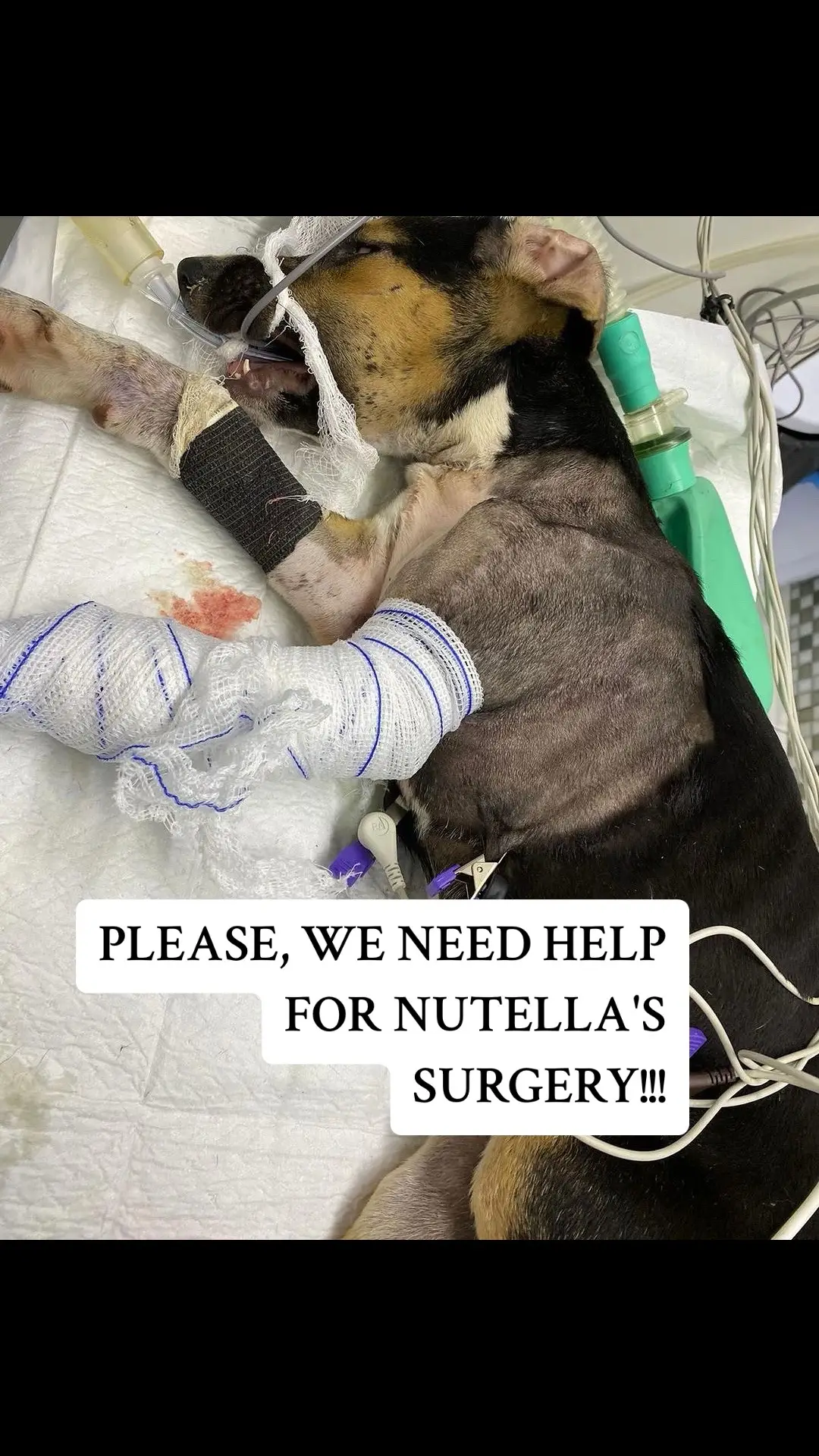 URGENT: Nutella underwent emergency surgery this morning to close a gaping mouth wound and amputate her infected leg. We need your help to cover her surgery and post-surgery treatments. A generous donor will donate $50 if 10 people match her contribution. Can 8 more supporters donate $50 each to assist Nutella? Please, any amount counts—$1, $5, $10... every bit helps this puppy who was hit by a train! To contribute, please visit the link in our bio. Your support means everything to Nutella's recovery. #animalrescue #help #donate 