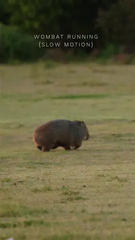 Speedy chonk 🐨💨 #wombat #wombats #australia #wildlife #aussie #australianwildlife #kangaroo #animals 