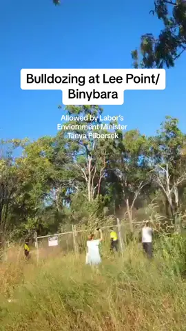 Devastating footage of the bulldozing of Lee Point/Binybara today.   All approved by Labor’s Environment Minister, Tanya Plibersek.  Labor say we should listen to First Nations people - yet they refused to accept Larrakia Danggalaba Traditional Owner’s wishes to protect the savanna.  Labor say they care about the environment - yet they’re bulldozing the habitat of threatened species such as the Gouldian finch, black-footed tree-rat & northern brushtail possum. And they’ve abandoned their promise to strengthen our environment laws, and are green lighting destructive projects like this instead.   The community won’t stop fighting to protect the the things that matter. And they won’t allow you to get away this betrayal.   If you can, please call Tanya’s office to demand they stop the bulldozers - (02) 9379 0700.   Video source: Binybara/Lee Point defenders. #LeePoint #Binybara #ExtinctionCrisis