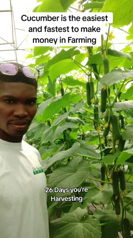 snack Cucumber farming is the easiest and the fastest way to make money in Farming. from seedling to first harvest is 26 days. #ghanatiktokers🇬🇭🇬🇭🇬🇭 #Agritech #vegetables #trending #greenhouse 