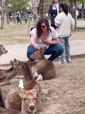 Foreigners Tourists in nara deer park feeding experience  #foryou #foryoupage #deer #tiktoknarapark #tiktoknara #japan 