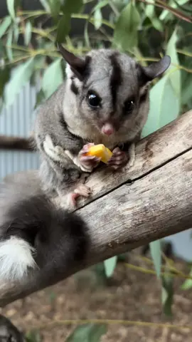 Lacey the Sugar Glider loves her corn! 🌽 #australianwildlifesanctuary #wildlife #feelnsw #seeaustralia #australia #wildliferules #glidersoftiktok #sugarglider 