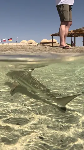 Baby Blacktip Reef Shark at #marsashagra 🦈😍. #shark #sharks #sharkweek #blacktip #reefshark #babyshark #ocean #wild #sea #marinelife #mama #baby #cute #nature #beauty #marsaalam #redsea #egypt 