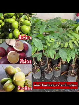 ต้นลำใยคริสตัล ต้นลำไยกลิ่นทุเรียน #พ#พืชต#ต้นลำใยคริสตัลลำ#ลำใยคริสตัล#พืชล#ผลไม้อร่อย