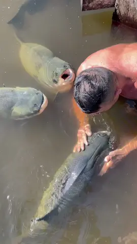 #valdemir  encantador de peixes gigante 