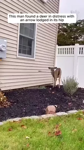 This kind man rescues a deer  The video credit goes to the respective owner, #socialmedia Follow me and I will follow you back. #kind #love #kindnes #animals #nature #animal
