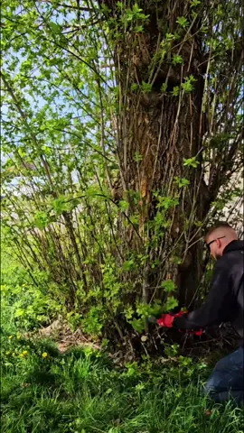Overgrown Tree 🌳 #cleanup #lawncare #tree #fyp 