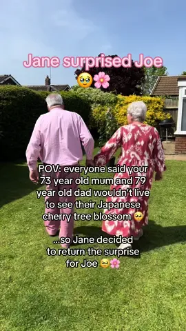 Jane wanted to return the surprise for Joe 🥹🌸 a huge thank you to Frank P Matthews tree shop for making this possible with such a special gift  🫶 #japanesecherryblossom #surprise #couple #Love #TrueLove #cherryblossom 