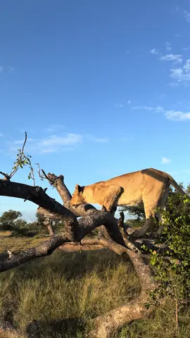 It diwsnt get much better than this. A special moment with some of the sub adult lions from the Monwana Pride. The beauty of these young lions are that they are incredibly playful at this age, and this Marula tree was the perfect stage for this incredible moment on Safari  #safari #wildanimals #wildlife #africansafari #lion #monwanagamelodge #morefamilycollection 