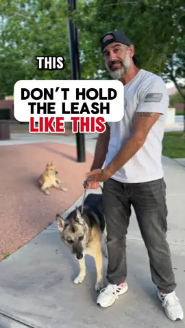 Relax, its not a fight.  #dogtrainingtips #CapCut  