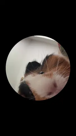 🐹🐹🐹 #fypage #racoon #pedropedropedropedro #filter #fypシ゚viral #cuy #guineapigsoftiktok #guineapigs #fypツ 