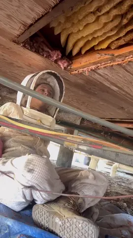 Honeybees have the ability to build a massive nest if conditions are favorable! I found this incredible hive under a ranger station on Caladesi island in Florida. 