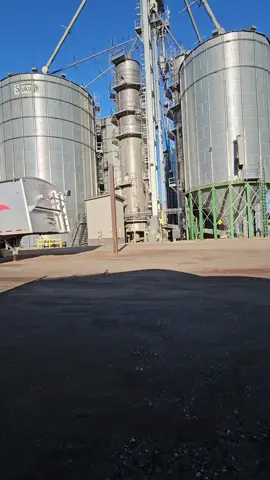 some corn Starz 