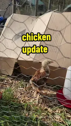 I felt like the chicks box was too small for all them to be in all day long so I made them a small corner in the unfinished chicken run to stretch their legs a bit #DIY #offgrid #chickens #babychicks 