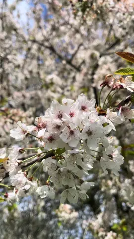 What a strange thing! to be alive beneath cherry blossoms 🤍 #fyp #fypシ゚viral #fyppppppppppppppppppppppp #cherryblossom #spring #springvibes #summervibes #Summer #uk #srilankan 