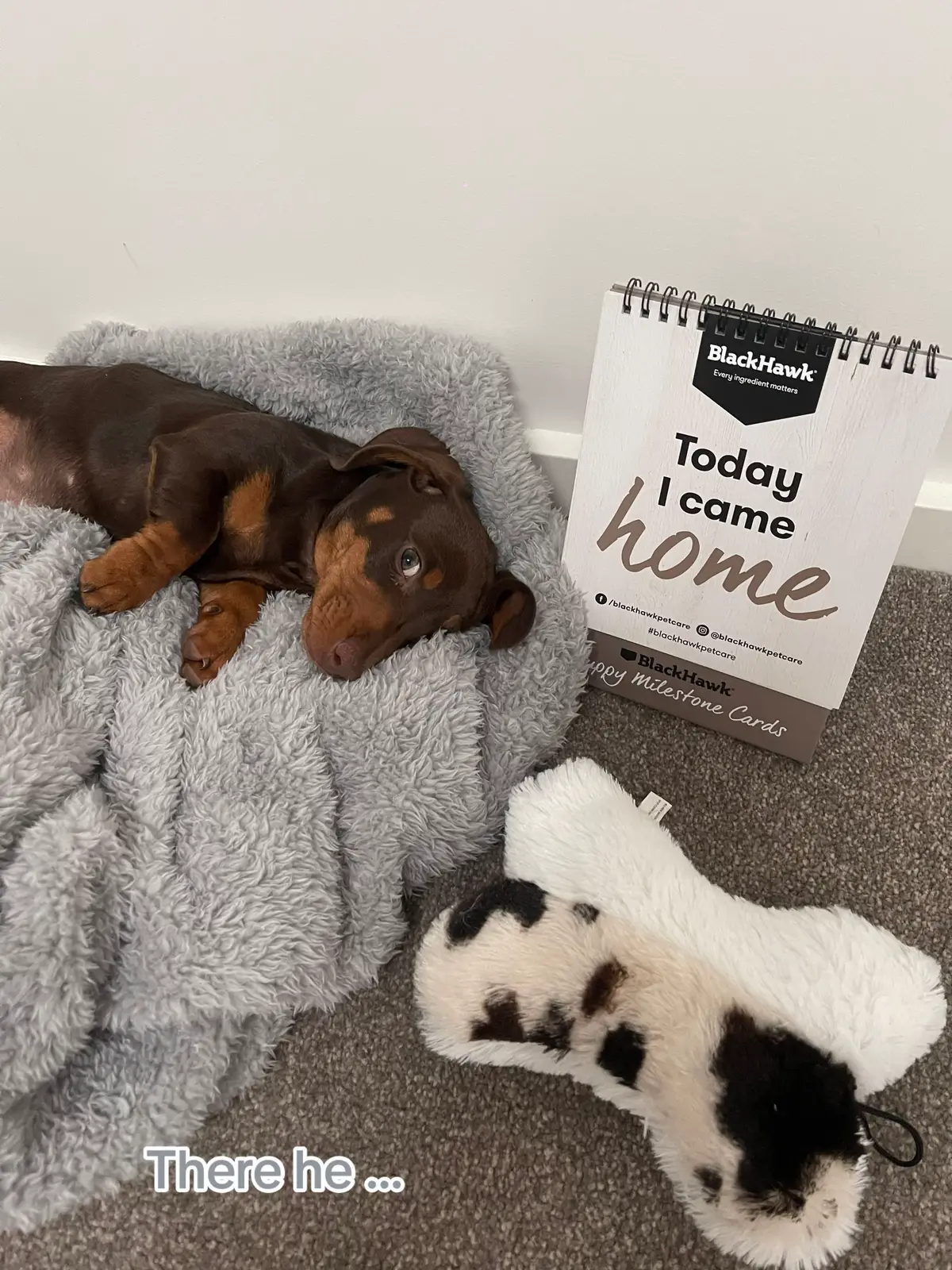 They grow way too fast 🤍  #dachshund #dachshundsoftiktok #minidachshundpuppy #growupwithme #funnyvideos #funnydog 