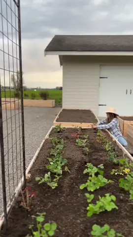 Come and see our garden, and watch it grow! We love to garden for so many reasons and I have a story to tell! Thanks to for making sure our garden is getting all the nutrients it needs and being protected from the cool and hot! Did you know it’s kid and pet safe 🙌🏻( SARAH15 for 15% off ) Why we first started a garden many years ago, naturally the first thing was for food. Then we had some picky eaters - maybe the one in the video 😉 we figured if they grow the food maybe they will eat it too! It worked Zoë grew her garden and ate everything she had grown! If you ask her today what her favorite food is - it’s peppers! ( don’t worry we have them growing and already harvested our first one!) No matter how big or small of space you have you have room for a garden! I will share some ideas for you in my stories along with more of our space and a fun video from James too!! And if you haven’t got your BugHut yet they have a new line that you can see in this video, it’s so easy to use and just once a week or we still love our shake and pour bottles too! SARAH15 for 15% off 🪴 #modernfarmhouse #currentdesignsituation #mybhg #homedecor #farmhouseinspired #farmhouseinspo #farmhousedecor #magnoliahome #neutraldecor #studiomcgee #gardening #gardendesign #gardeninspiration #flowerfarmer #flowerfarm #garden #gardeningtips #gardeninglife #outdoorliving #Outdoors #farmlife #cutflowergarden #cutflowers #localflowers #flowerphotography #flowerstagram