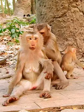 This monkey sitting like human #lovelymonkey #monkey #babymonkey #adorablemonkey #funnymonkeyvideo #