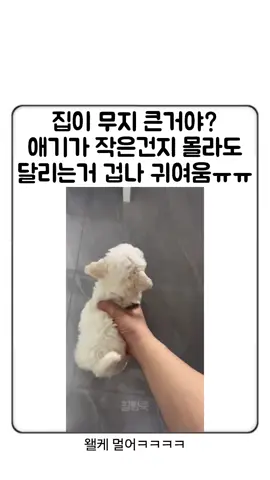 겁나 빠른데 겁나 멀어ㅠㅠㅠㅠ . . . . #유머 #오늘의유머 #놀아줘 #짤 #짤방 #예능 #웃긴영상 #웃긴동영상 #웃긴글 #웃긴짤 #대유잼 #요즘 #웃긴 #ㅋㅋㅋ