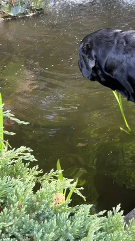 Happy Bleu making friends!🖤🥰#pond #blacklabs #labs #labrador #labsoftictok #lablove #dogsoftiktoks #happy #coi #lablove 