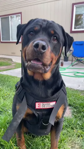 This harness was worth the investment! #rottweilersoftiktok #rottweilers #bigdogs #bigdogsoftiktok #tacticalharness #TikTokShop #fyp 