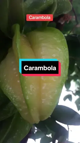 Carambola#carambola 