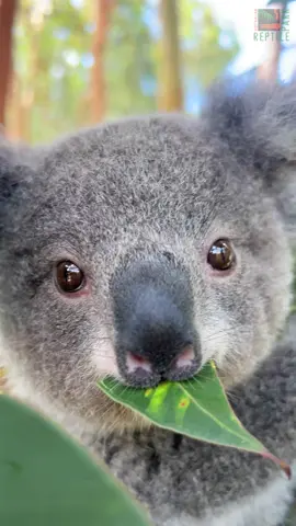 Koalas eat just like parents trying to eat their snacks before their kids realise and want some 😂 #parentlifebelike #funny #relatable