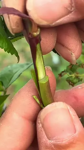 Rose softwood branch grafting #fyp #foryou #grafting #graftingtechniques #usa 