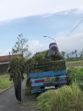 Infone monn #peternaksapiindonesia #fypシ゚viral #CLEARYourHeadKetombeChallenge #rasahbali #sapiqurban 