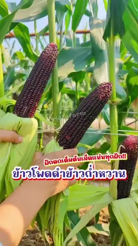 โอ้โหวหวานกรอบนุ่มละมุนแบบนี้ ต้องพันธุ์นี้เลยค่ะทุกคน กลิ่นก็หอม ฝักก็ดก -ข้าวโพดหวานดำ พันธุ์พิเศษที่เราคัดมาลองปลูกที่สวนเเล้วได้ผลดีมากๆจ้า